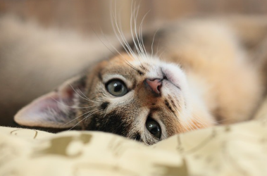 방에서 느긋하게 지내고 있는 고양이.