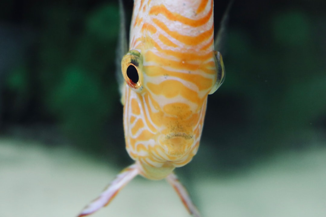 Krill