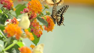 함평 나비축제 &amp;#124; 기간 입장료 초대가수 황금박쥐 주차장