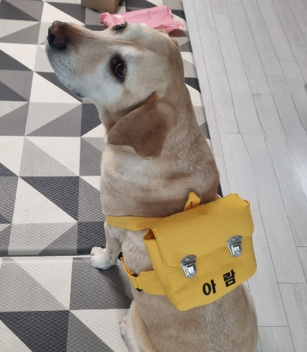 반려견 호텔과 유치원 특징, 선택팁, 이용후기 관련 사진