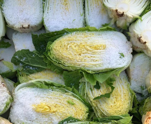 괴산 절임 배추