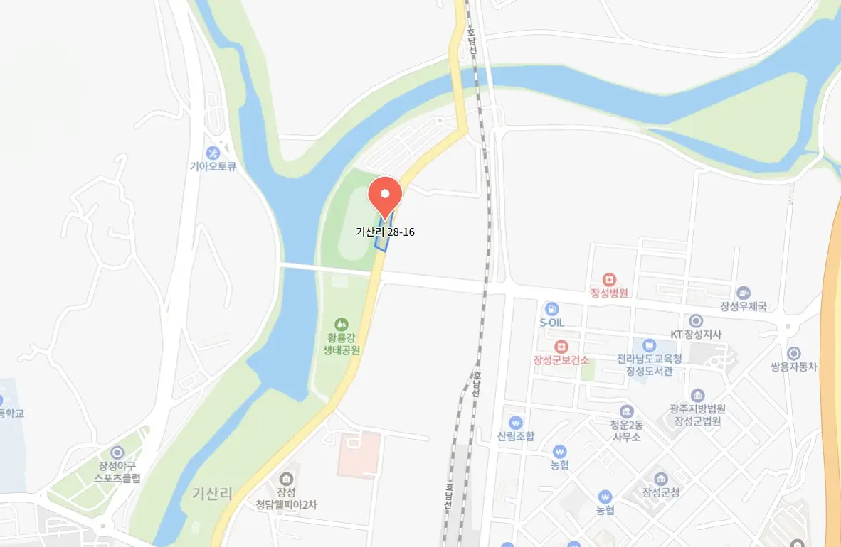 장성 황룡강 가을꽃축제