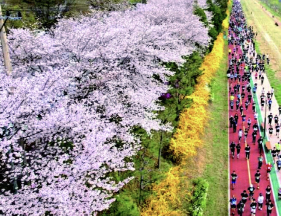 진주 남강 벚꽃