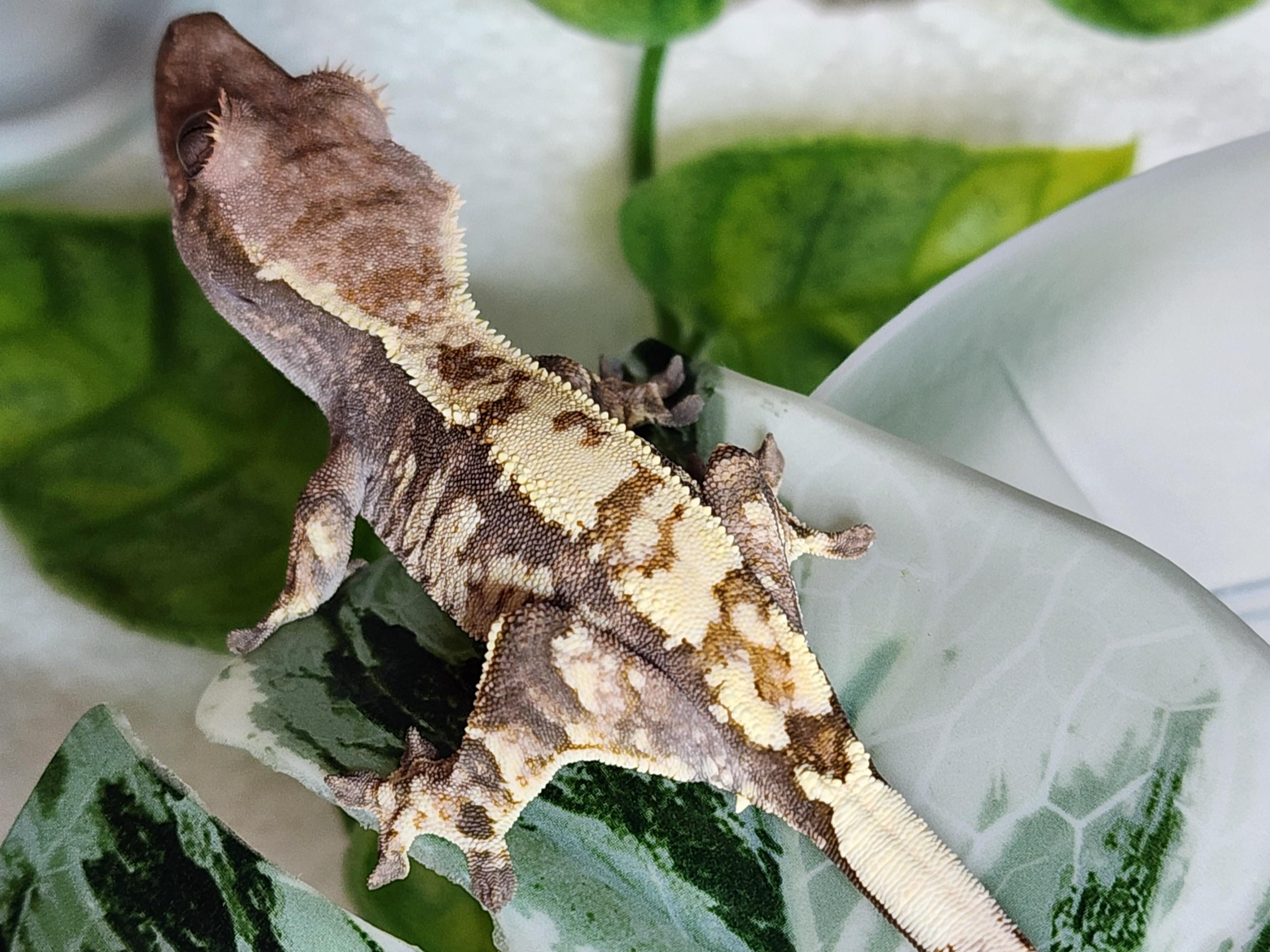 크레스티드게코-카푸치노-푸딩이-사진-1