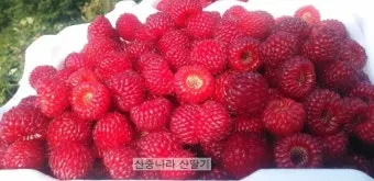 산딸기 재배 번식 방법 포트 묘 심기 잡초 관리_13