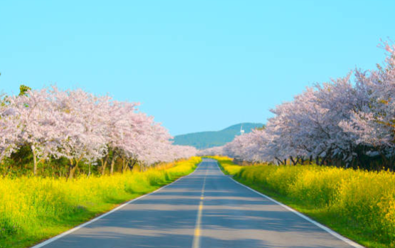 제주 유채꽃 시기