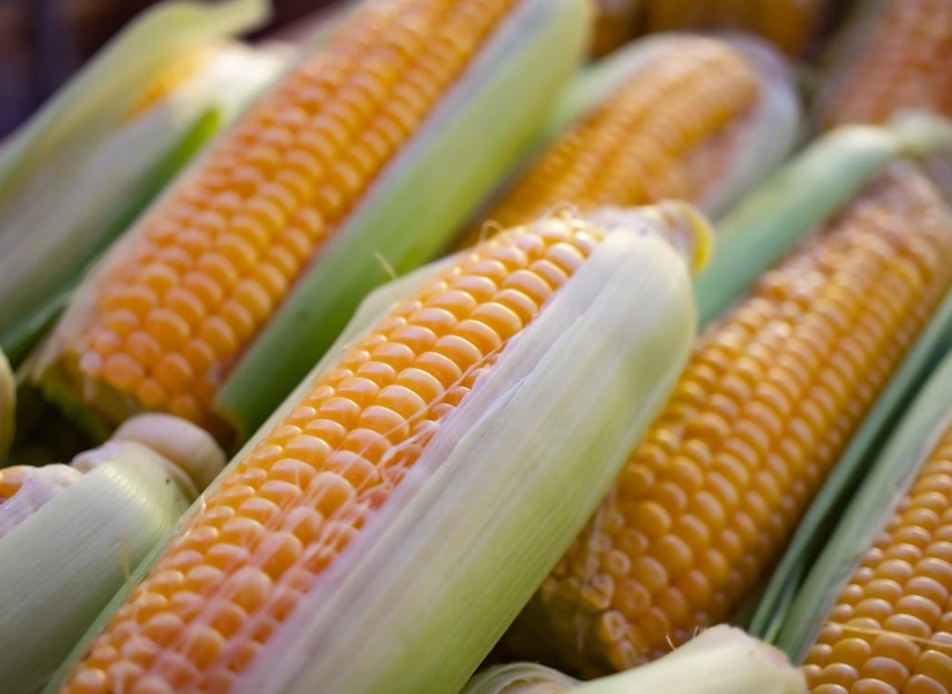 초당옥수수 전자레인지로 찌는 방법과 효능