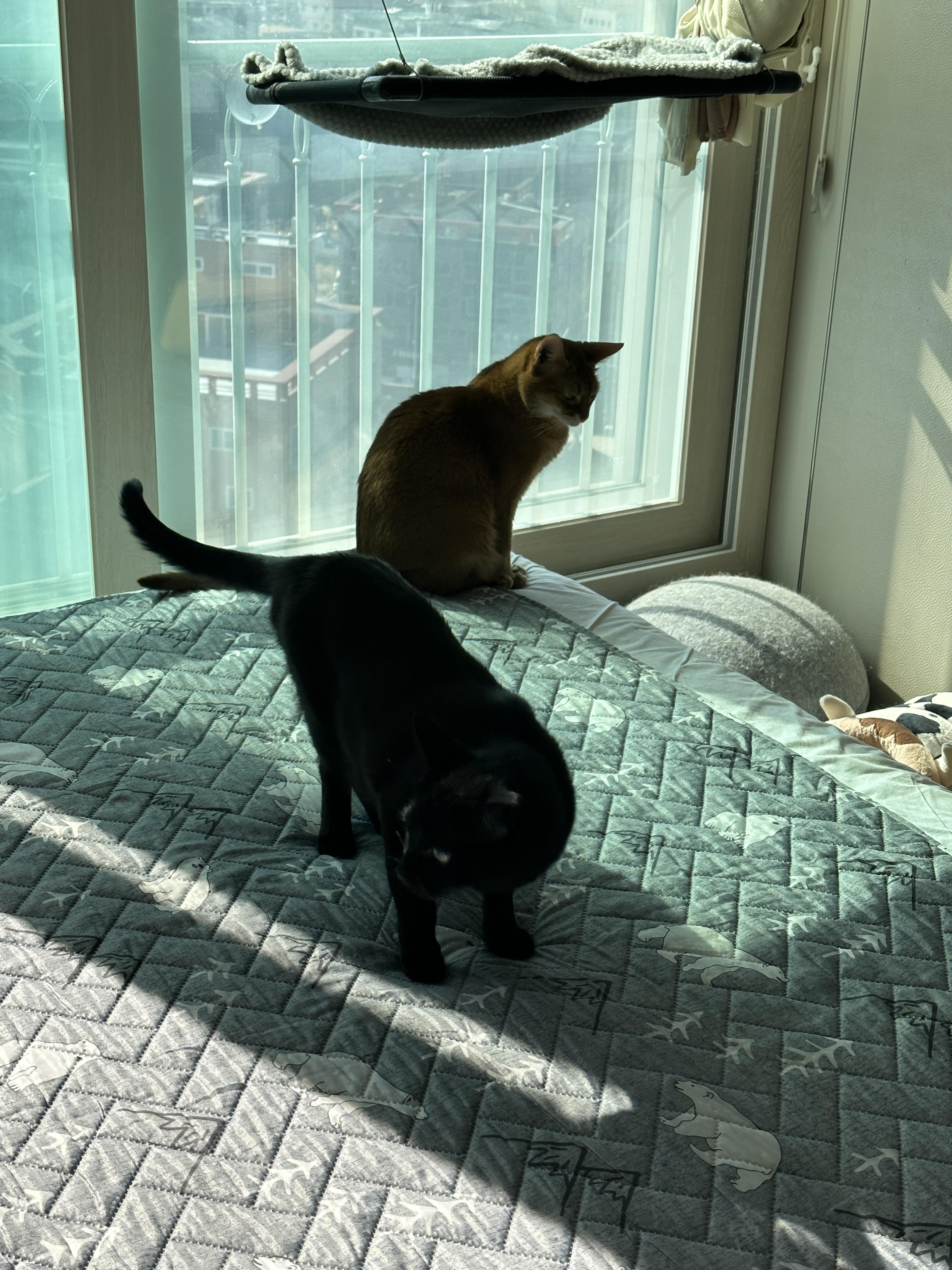 이불교체 하는 날은 냥냥이들이 신나는 날 (feat.신나서 뛰어다니는 건)