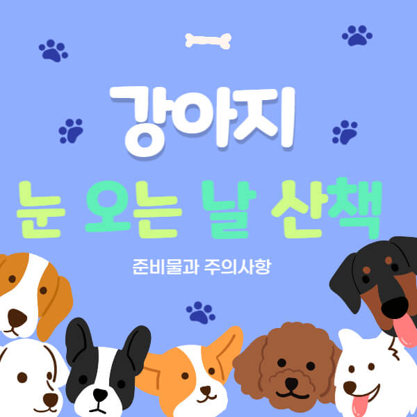 강아지_눈_오는_날_산책_썸네일