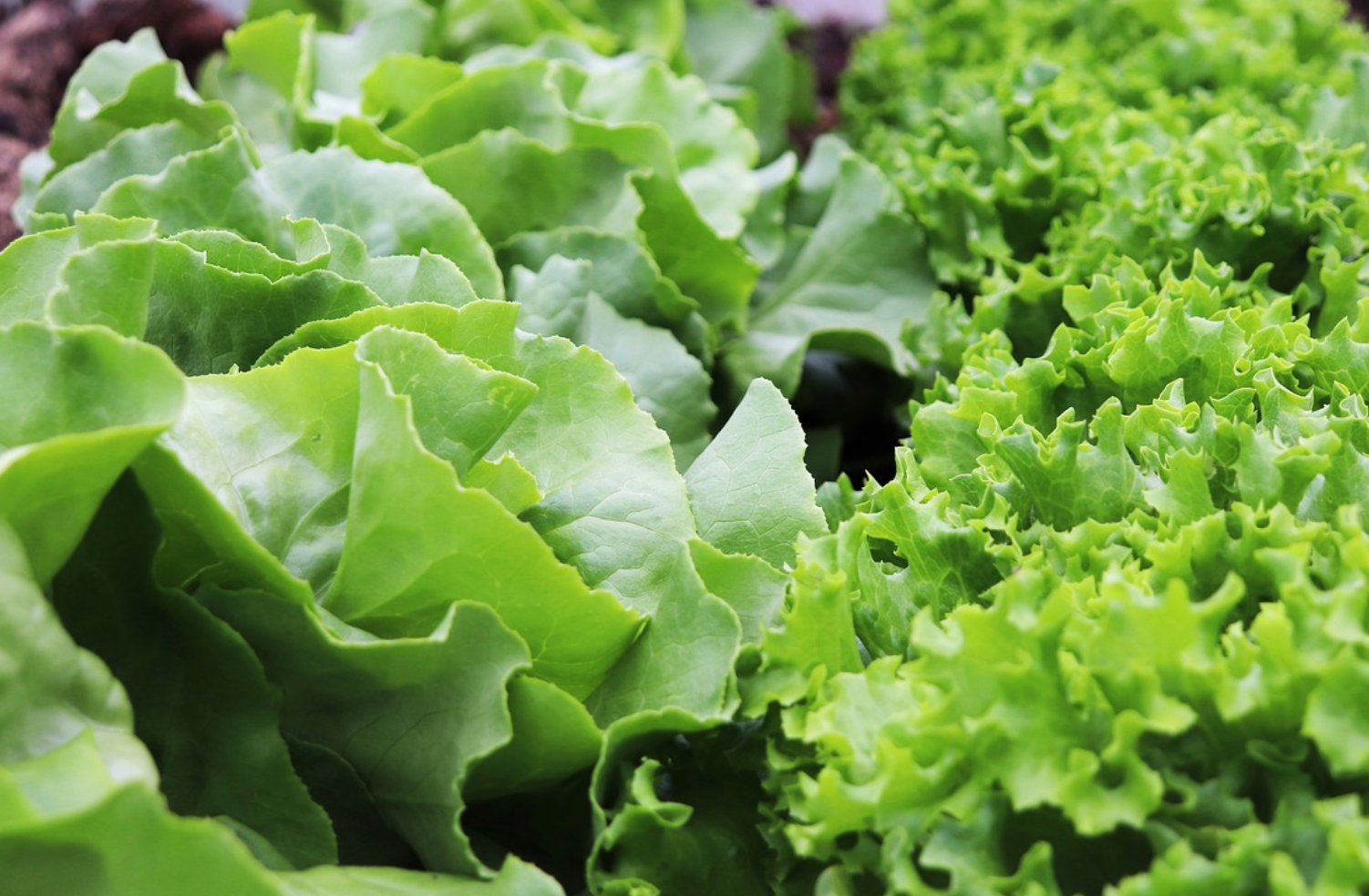 상추-수분-미용-붓기-피부-무기질-칼륨-카로틴-베타카로틴-비타민-항산화