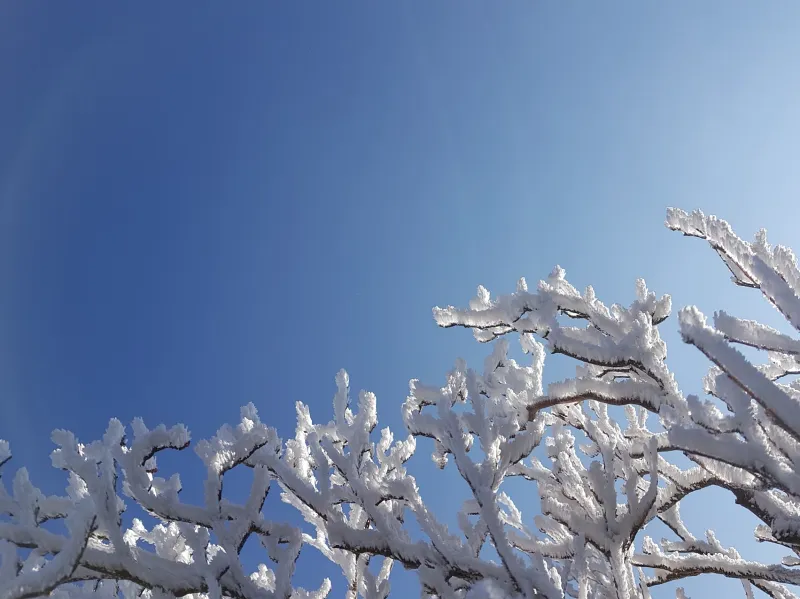 울산 가지산 서리꽃 상고대