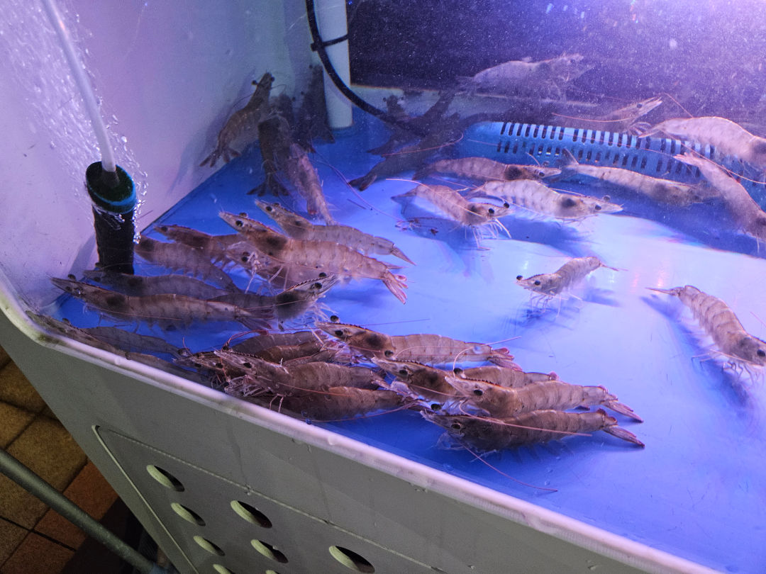 대영 수산 대하