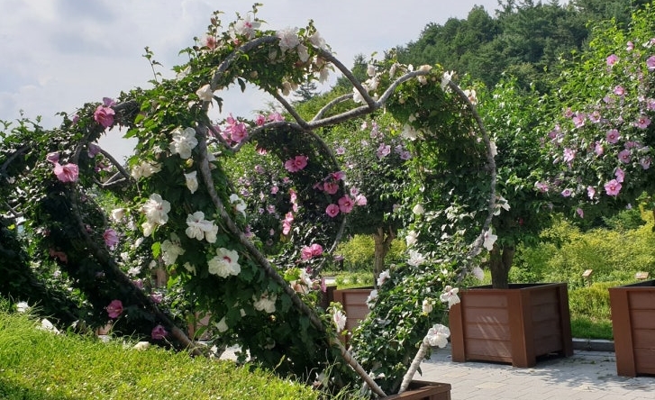 미동산수목원 무궁화