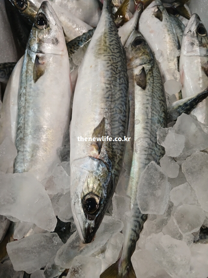 지방은 낮고 단백질이 풍부한 고등어의 다이어트 효능을 설명하는 실물 사진