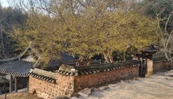 소쇄원 봄 앵두나무꽃 산수유 해당화 개화_23