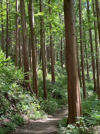 화인산림욕장 옥천 가볼만한곳 추천 명소 산책로 주차
