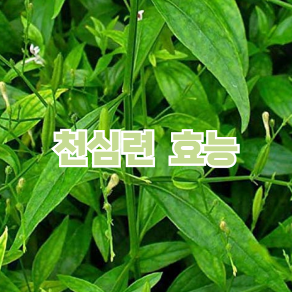 천심련 효능