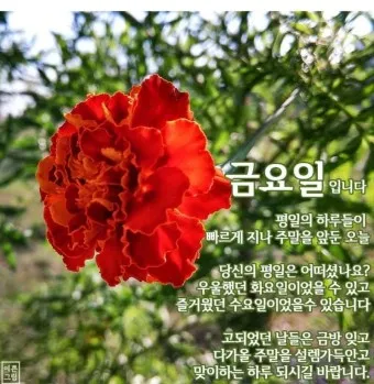 금요일 아침 인사말 이미지 문구 일러스트_29