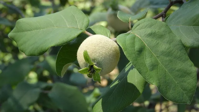 한국 전통주 종류 막걸리 증류식 술_8
