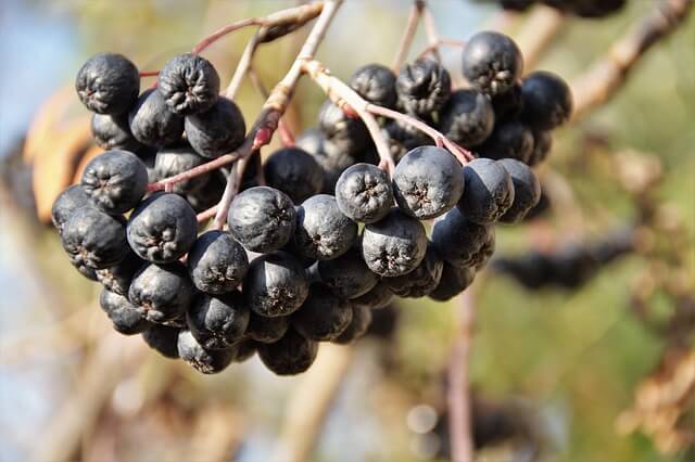 아로니아 먹는 가장 좋은 방법