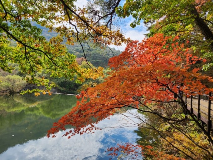 내장산 단풍시기