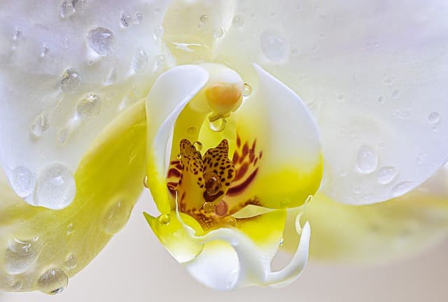유령난초(Ghost Orchid): 신비로운 숲속의 보석