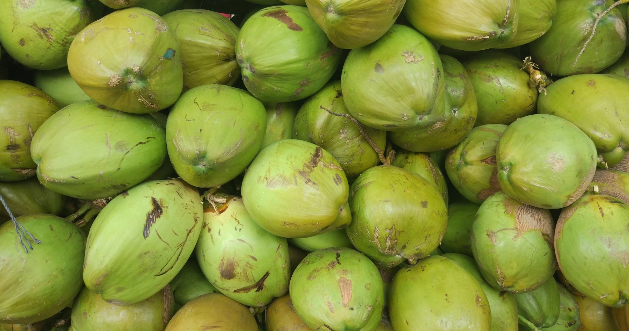 코코넛오일 종류 