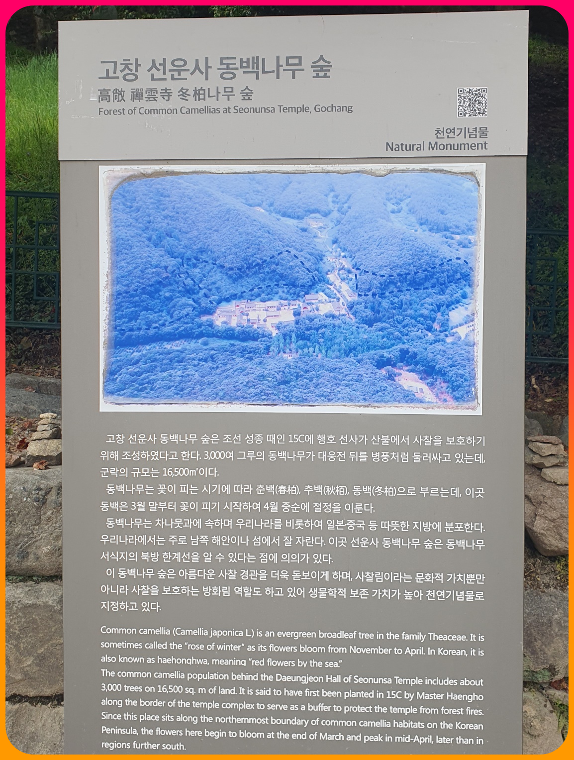 고창_선운사_동백나무숲