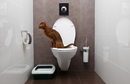 화장실에 있는 고양이.