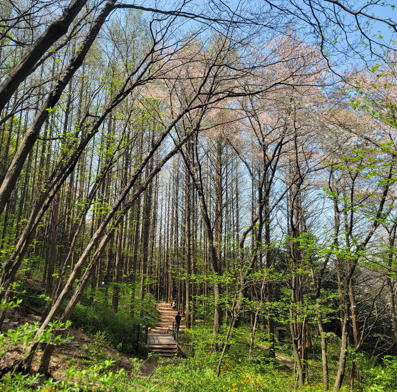 안산 자락길에서 보이는 메타세쿼이아 숲