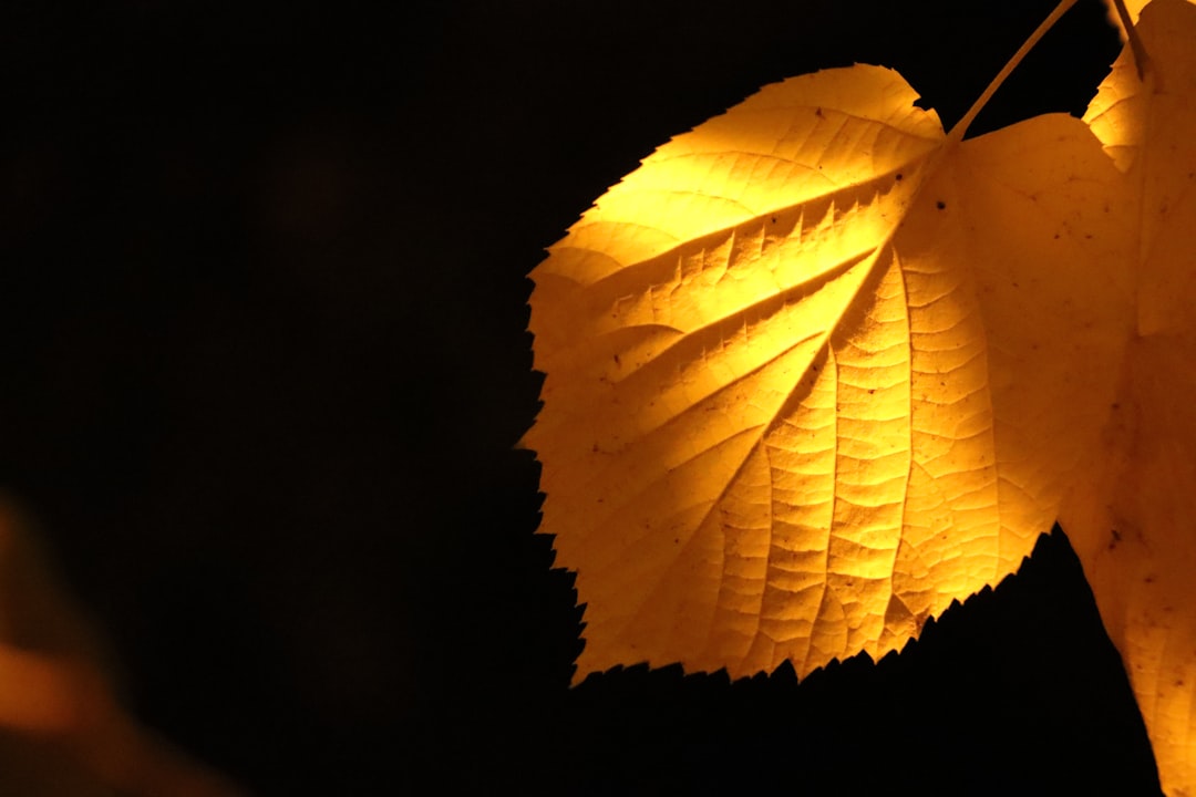 'Leave'