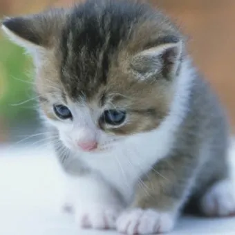 새끼고양이 질병 사료 접종_13