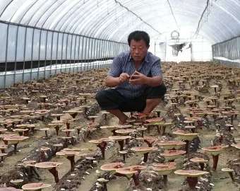 영지버섯 재배 배양 관리 온도 유지 건조 보관_4