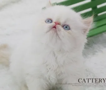 페르시안 고양이 유전병_6