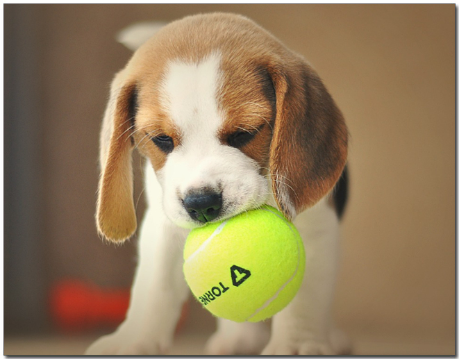 공을 물고있는 아기 비글