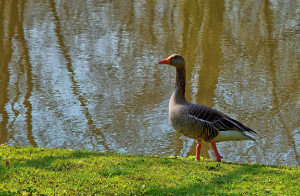 도시 숲과 미세먼지: 대기 질을 변화시키는 녹색 필터