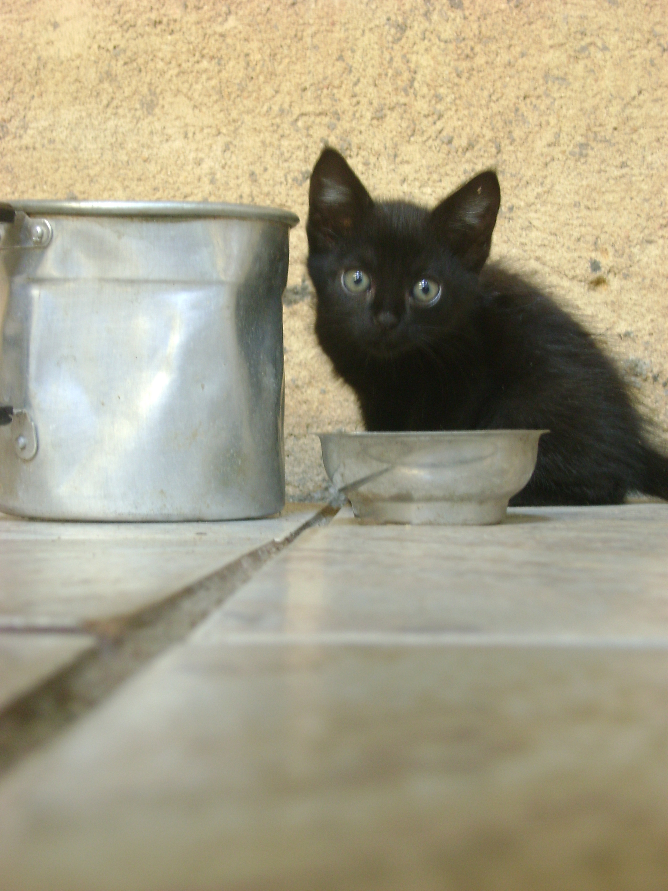 고양이 급식기 관련 사진