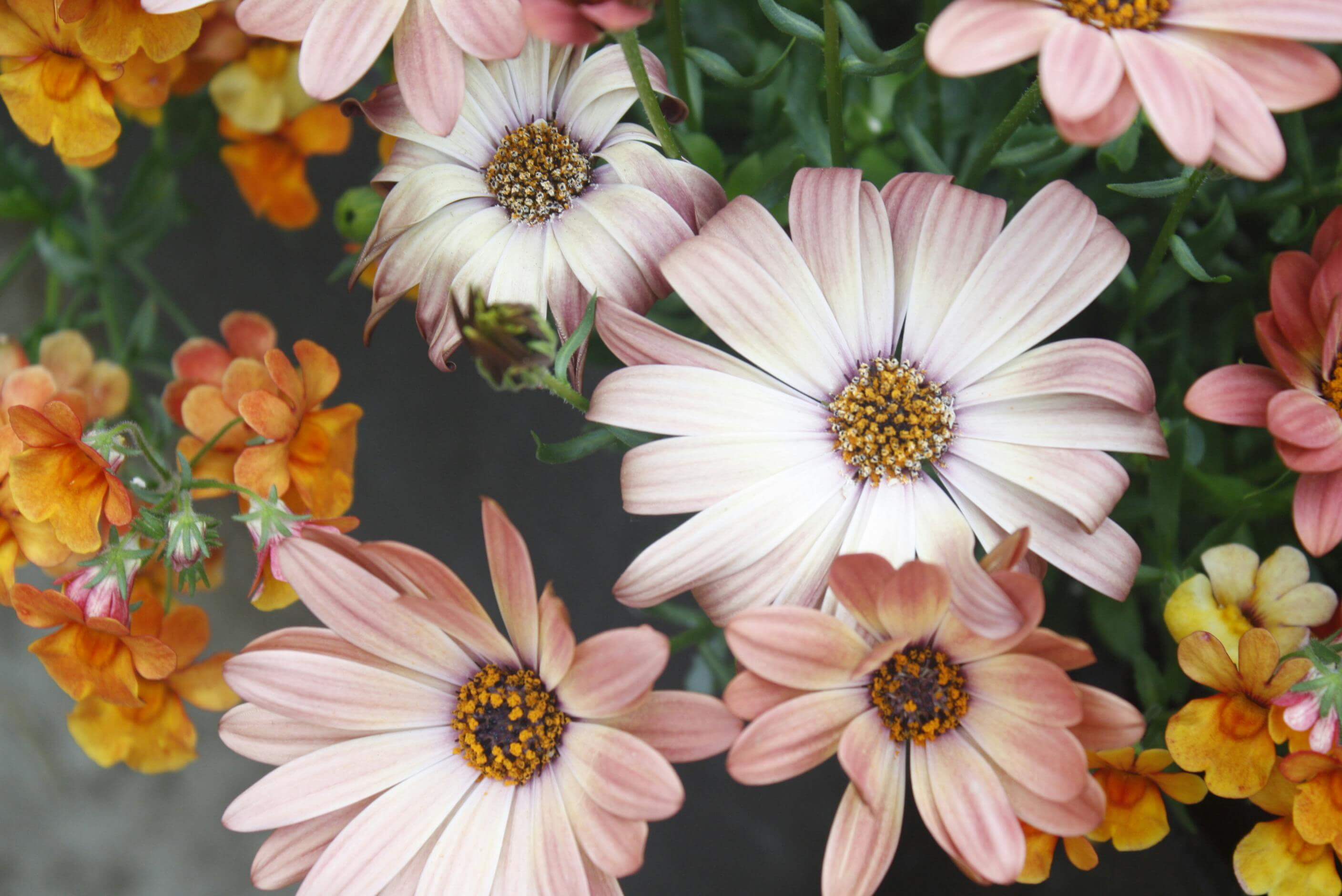 국화 축제 관련 사진