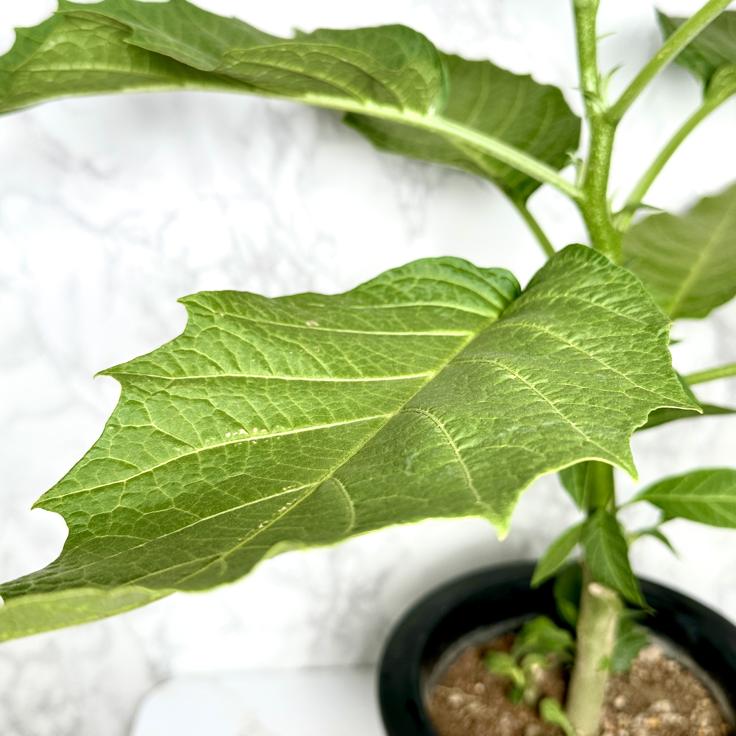 천사의나팔 키우기 꽃 꽃말 키우는방법