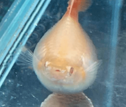 구피 질병 증상(백점병&amp;#44; 마우스펑기&amp;#44; 솔방울병 등)