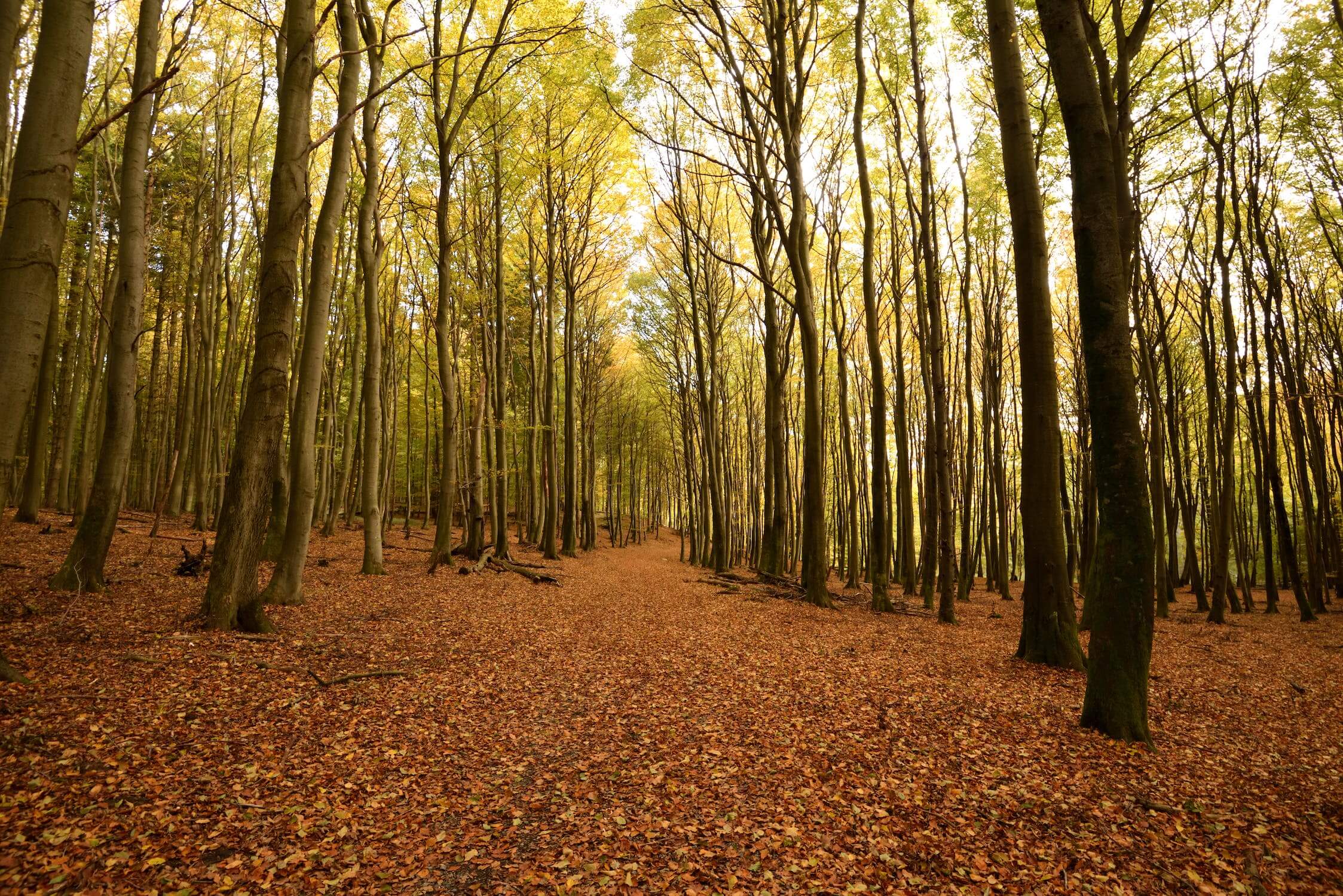 숲속 모습 - 사진