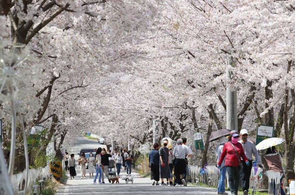 [4월 축제]2025 대덕물빛축제｜벚꽃축ㅈ, 점등시간, 일정, 기간, 공연, 프로그램