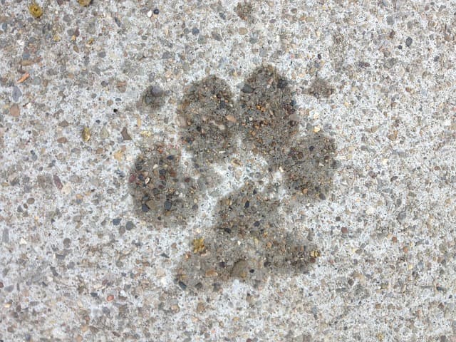 canine atopic dermatitis