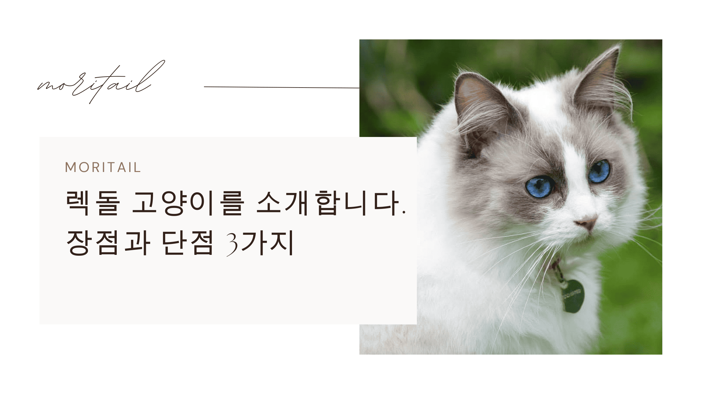 렉돌 고양이를 소개합니다. 장점과 단점 3가지