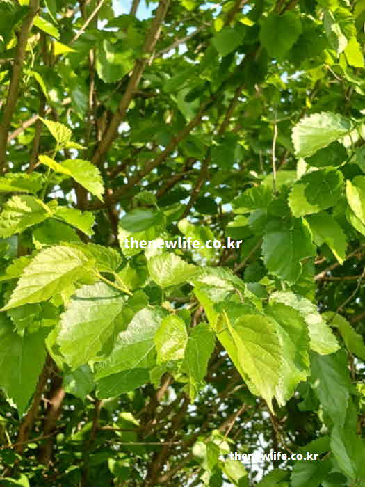 뽕잎 효능 지방 분해 퀘르세틴 성분