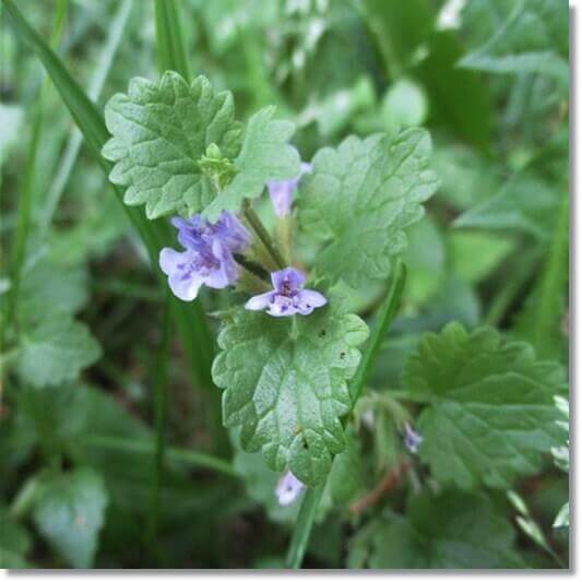 금전초 효능 및 활성 성분 활용법과 주의점