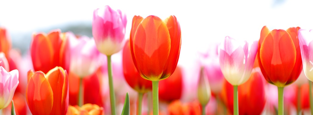 생활정보_꽃축제_튤립3