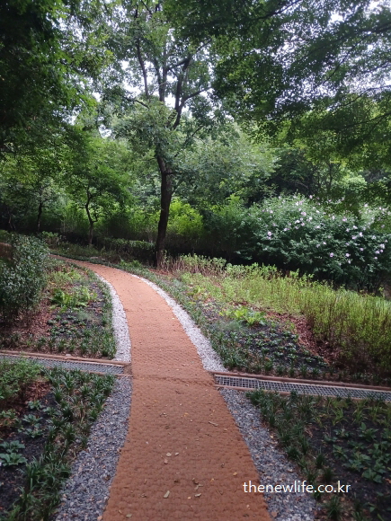 A quiet forest entrance with soft curved walking trail ❘ 숲속 곡선 산책길 입구