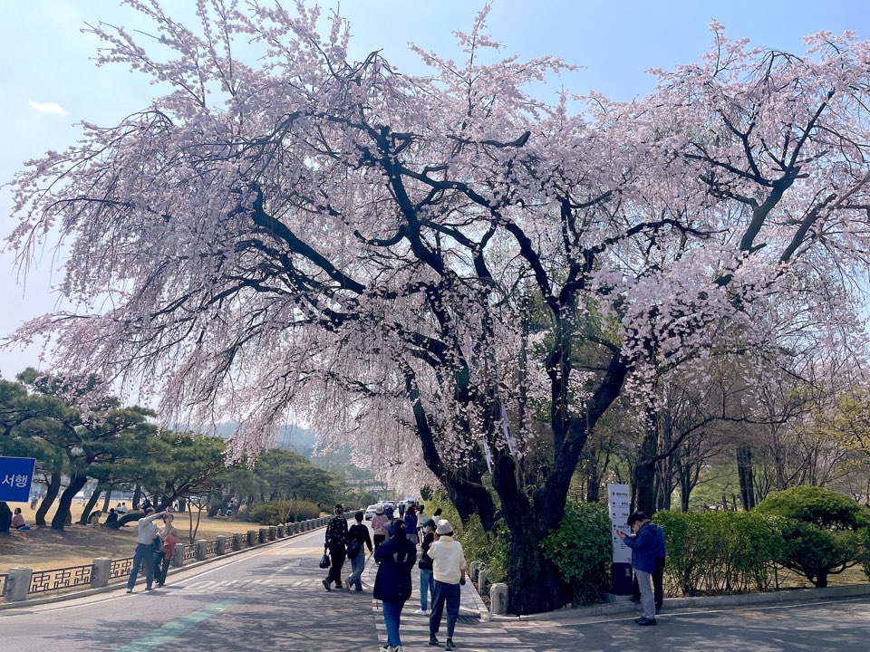 벚꽃