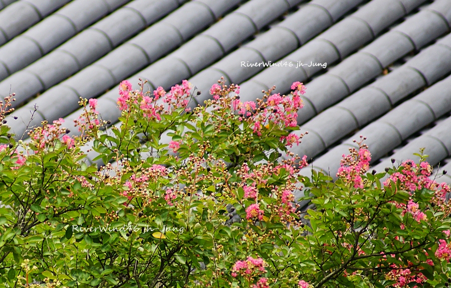 배롱나무꽃,백일홍나무꽃, Lagerstroemia indica